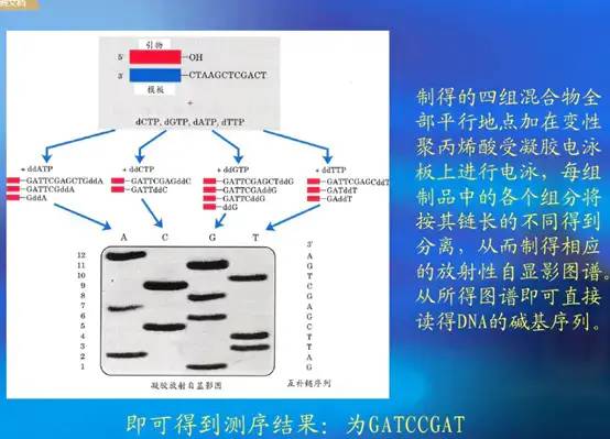 dnastar尋找相同序列_dnastar for mac下載_dnastar拼接序列